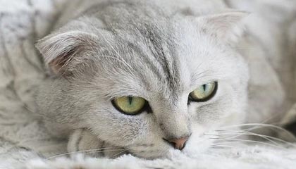 官方網站的力量：打造可信任的品牌入口